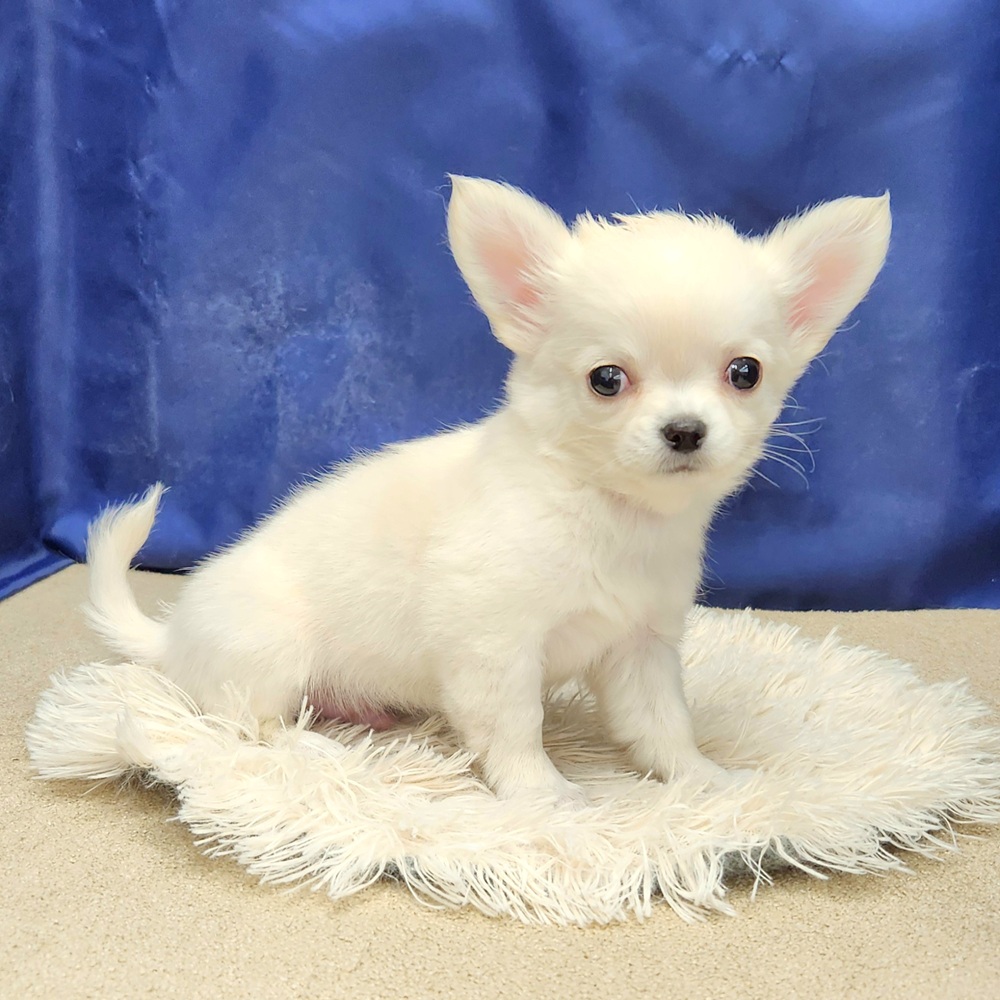 岐阜県のチワワ(ロング) (犬の家＆猫の里中津川店/2026年1月22日生まれ/男の子/クリーム)の子犬の4枚目の画像