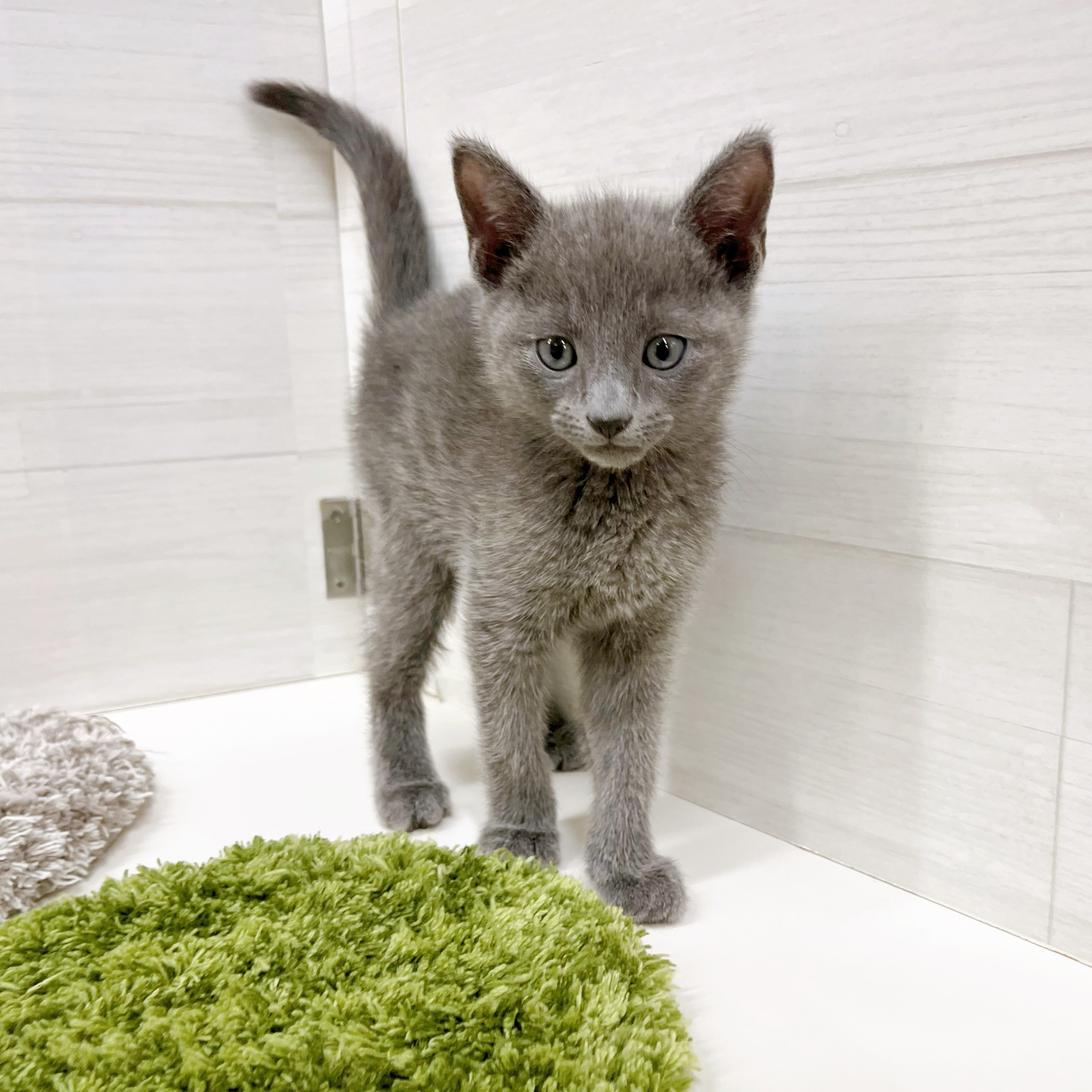 石川県のロシアンブルー (犬の家＆猫の里アミーゴ金沢おこばた店/2026年1月25日生まれ/男の子/ブルー)の子猫の4枚目の画像