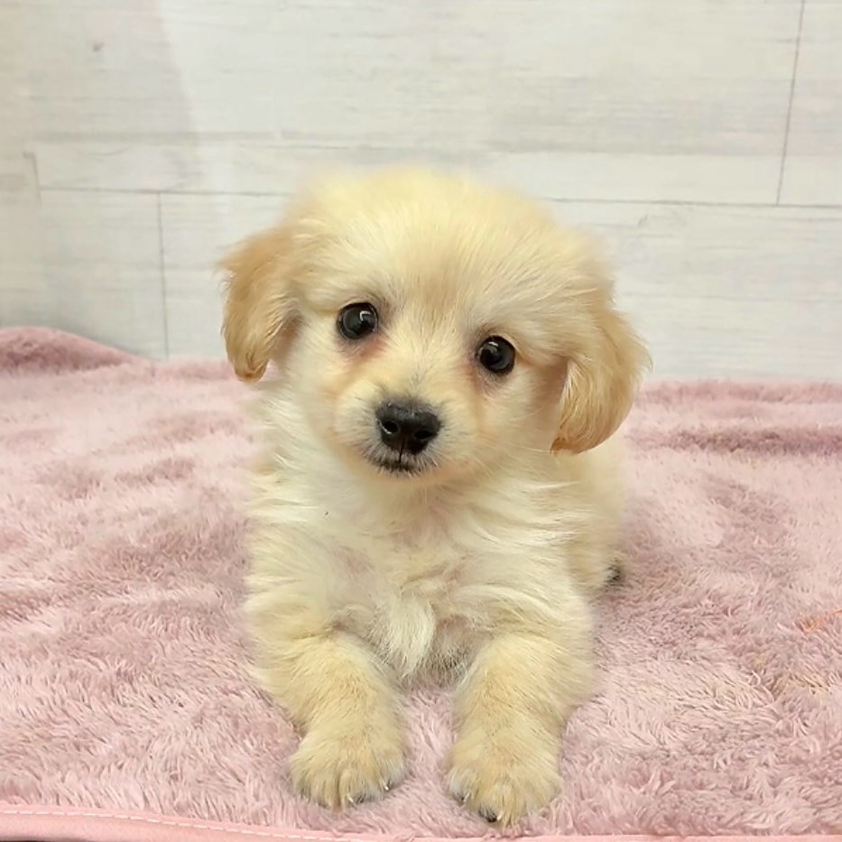 愛知県のポメックス(ポメラニアン×ダックス) (犬の家＆猫の里碧南店/2026年1月25日生まれ/男の子/クリーム)の子犬の4枚目の画像