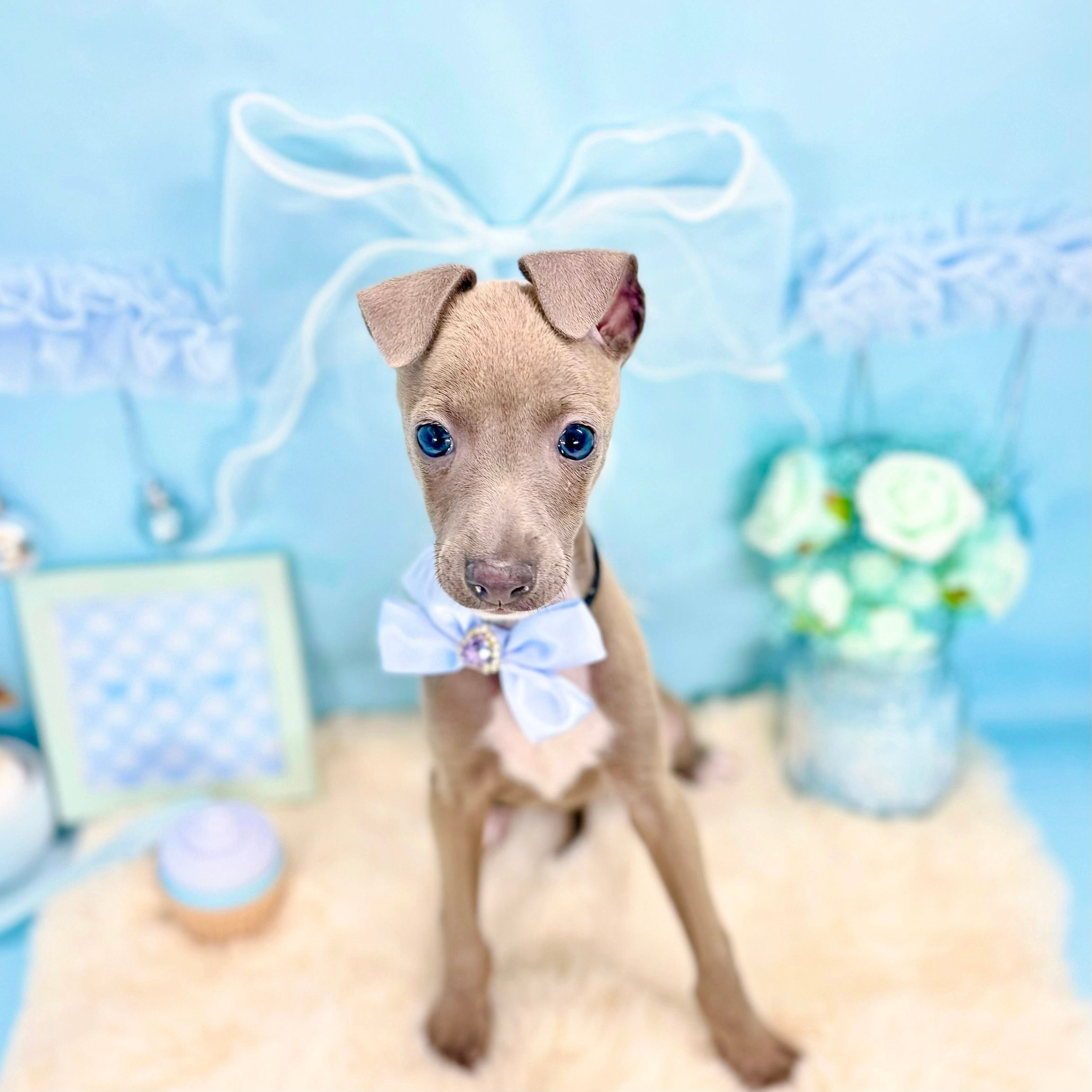 福井県のイタリアングレーハウンド (犬の家＆猫の里アミーゴ福井大和田店/2026年1月22日生まれ/男の子/ブルー)の子犬の1枚目の画像