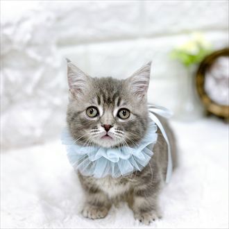 福井県のマンチカン (犬の家＆猫の里アミーゴ福井店/2026年1月23日生まれ/男の子/ブルータビーホワイト)の子猫の4枚目の画像