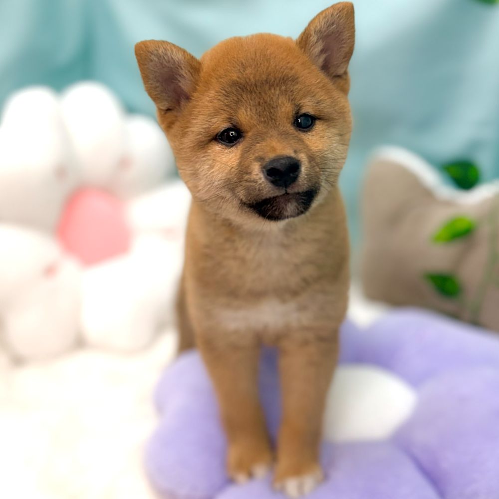 愛知県の柴犬(標準サイズ) (犬の家＆猫の里愛知刈谷店/2026年1月23日生まれ/女の子/赤)の子犬の4枚目の画像