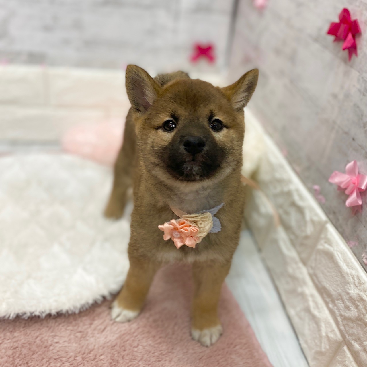 静岡県の柴犬(標準サイズ) (犬の家＆猫の里プレ葉ウォーク浜北店/2026年1月23日生まれ/女の子/赤)の子犬の4枚目の画像