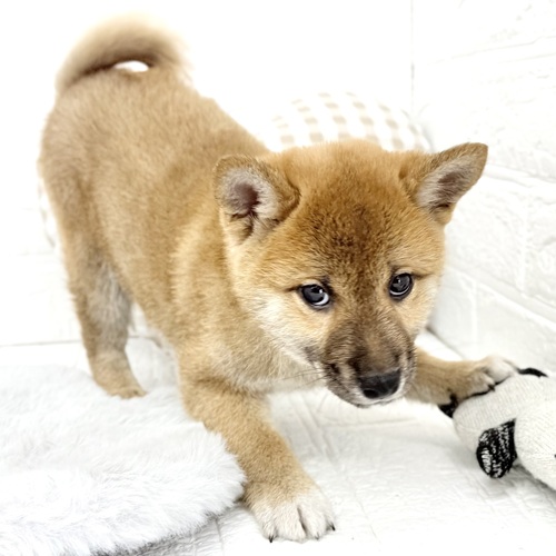 愛知県の柴犬(標準サイズ) (犬の家＆猫の里豊川インター店/2026年1月23日生まれ/男の子/赤)の子犬の4枚目の画像