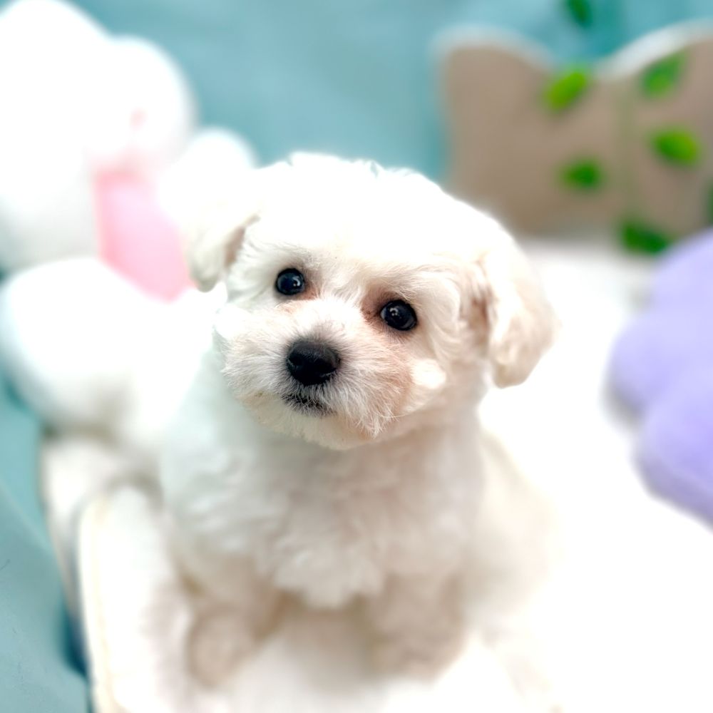 愛知県のビションフリーゼ (犬の家＆猫の里愛知刈谷店/2026年1月21日生まれ/男の子/ホワイト)の子犬の4枚目の画像