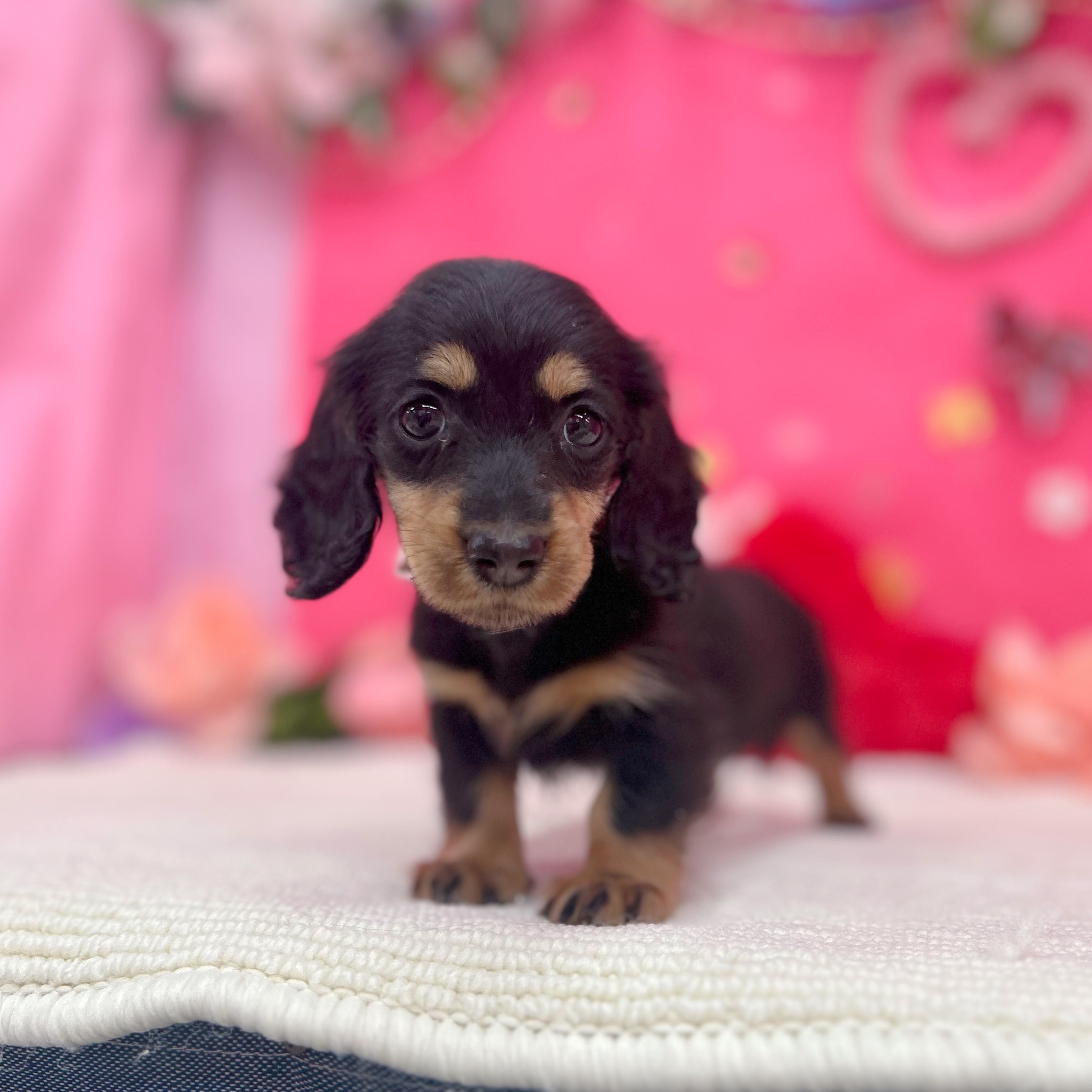 岐阜県のミニチュアダックスフンド(ロング) (犬の家＆猫の里岐南店/2026年1月24日生まれ/女の子/ブラックタン)の子犬の4枚目の画像