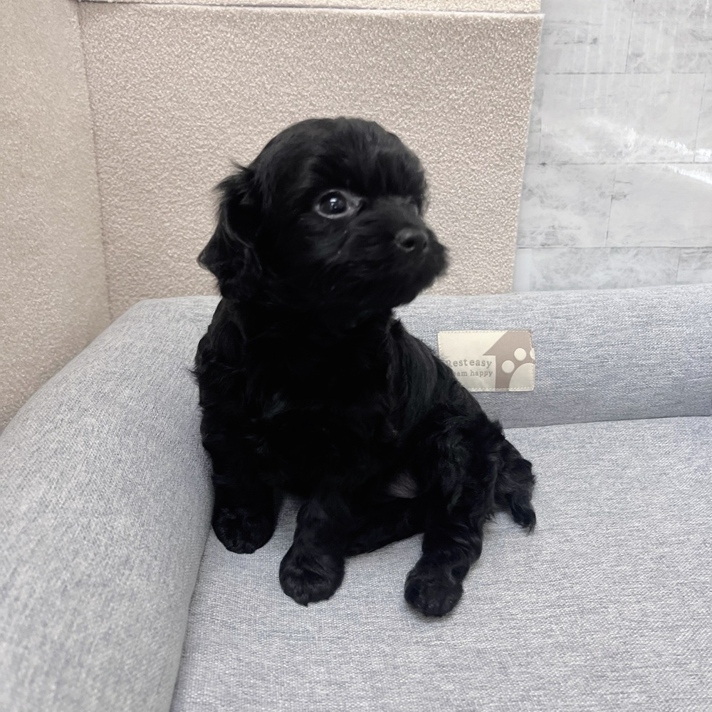 長野県のチワプー/プーチー(チワワ×プードル) (犬の家＆猫の里塩尻店/2026年1月25日生まれ/女の子/ブラック)の子犬の4枚目の画像