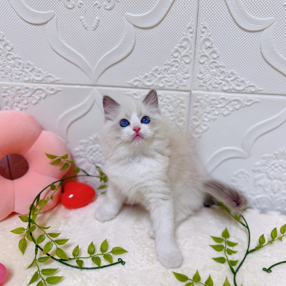 愛知県のラグドール (犬の家＆猫の里岡崎店/2026年1月23日生まれ/男の子/ブルーポイントバイカラー)の子猫の4枚目の画像