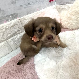 静岡県のチワックス(チワワ×ダックス) (犬の家＆猫の里プレ葉ウォーク浜北店/2026年1月22日生まれ/女の子/イザベラ)の子犬の4枚目の画像