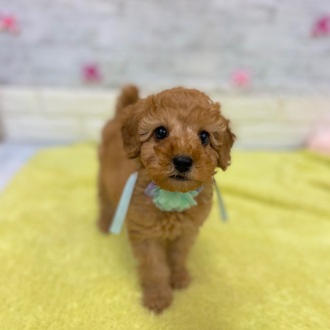 静岡県のトイプードル(トイ) (犬の家＆猫の里プレ葉ウォーク浜北店/2026年1月21日生まれ/女の子/アプリコット)の子犬の1枚目の画像