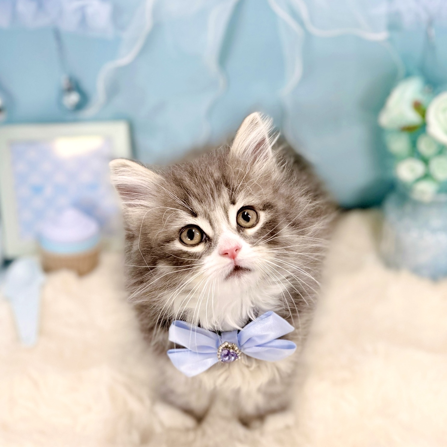 福井県のノルウェージャンフォレストキャット (犬の家＆猫の里アミーゴ福井大和田店/2026年1月22日生まれ/男の子/ブルータビーホワイト)の子猫の1枚目の画像
