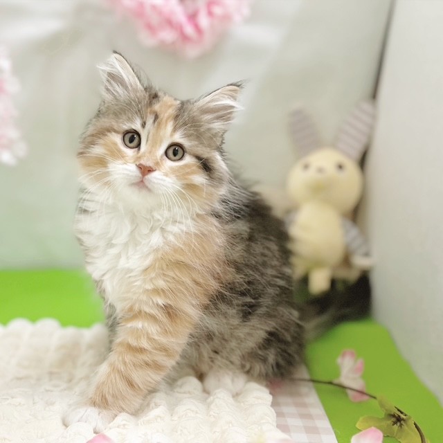 静岡県のノルウェージャンフォレストキャット (犬の家＆猫の里藤枝店/2026年1月22日生まれ/女の子/ブラウンパッチドタビーホワイト)の子猫の4枚目の画像