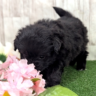 神奈川県のポメプー(ポメラニアン×プードル) (犬の家＆猫の里小田原店/2026年1月25日生まれ/女の子/ブラック)の子犬の4枚目の画像