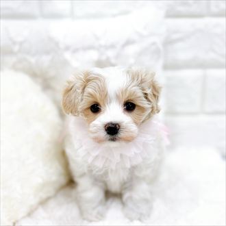 福井県のマルプー(マルチーズ×プードル) (犬の家＆猫の里アミーゴ福井店/2026年1月24日生まれ/女の子/クリームホワイト)の子犬の4枚目の画像
