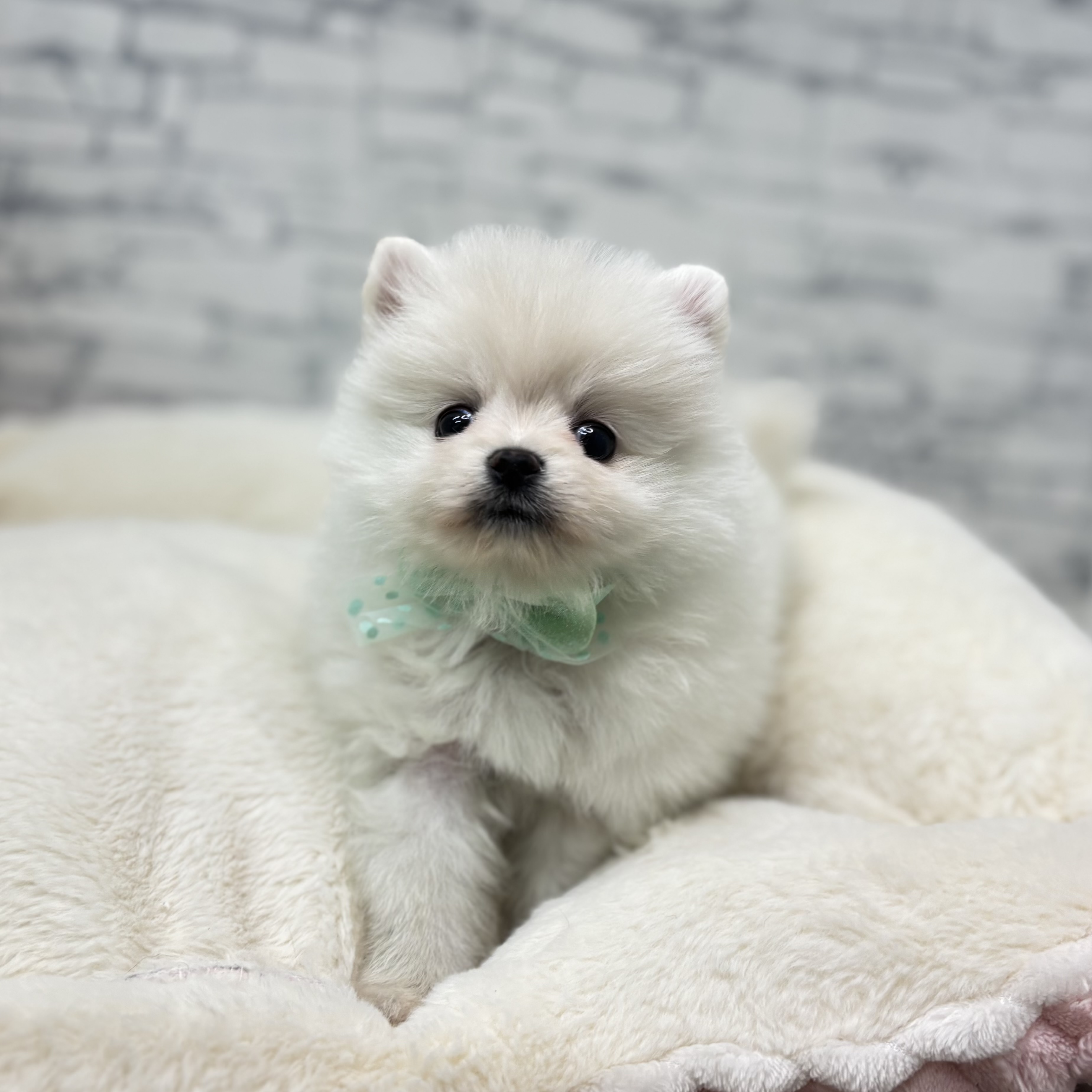 長野県のポメラニアン (犬の家＆猫の里長野店/2026年1月26日生まれ/男の子/クリーム)の子犬の4枚目の画像