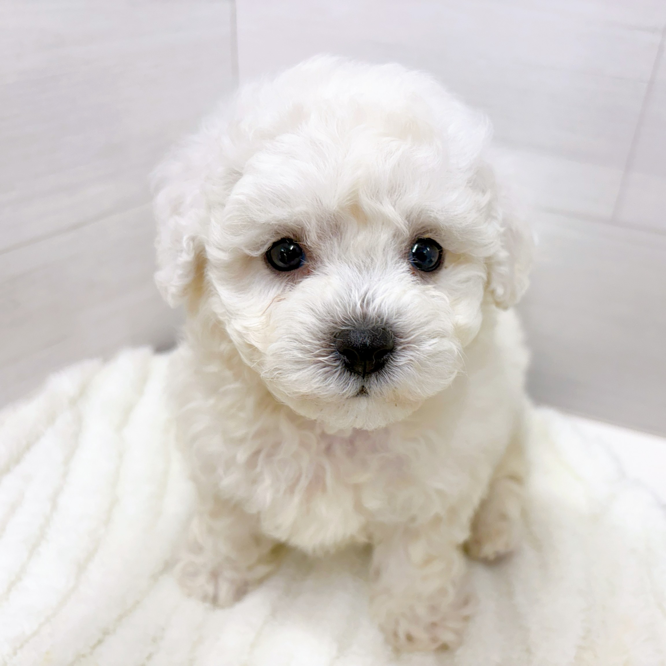 石川県のビションフリーゼ (犬の家＆猫の里アミーゴ金沢おこばた店/2026年1月27日生まれ/男の子/ホワイト)の子犬の4枚目の画像