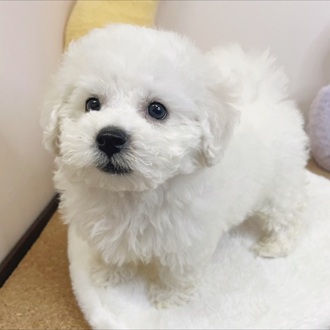 静岡県のビションフリーゼ (犬の家＆猫の里マークイズ静岡店/2026年1月27日生まれ/男の子/ホワイト)の子犬の4枚目の画像