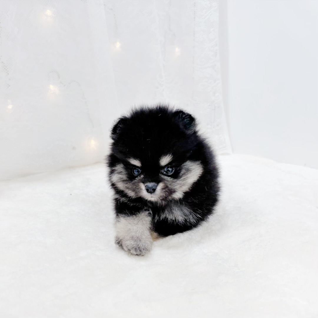 千葉県のポメラニアン (犬の家＆猫の里BIGHOPガーデンモール印西店/2026年1月21日生まれ/女の子/ブラックタン)の子犬の4枚目の画像