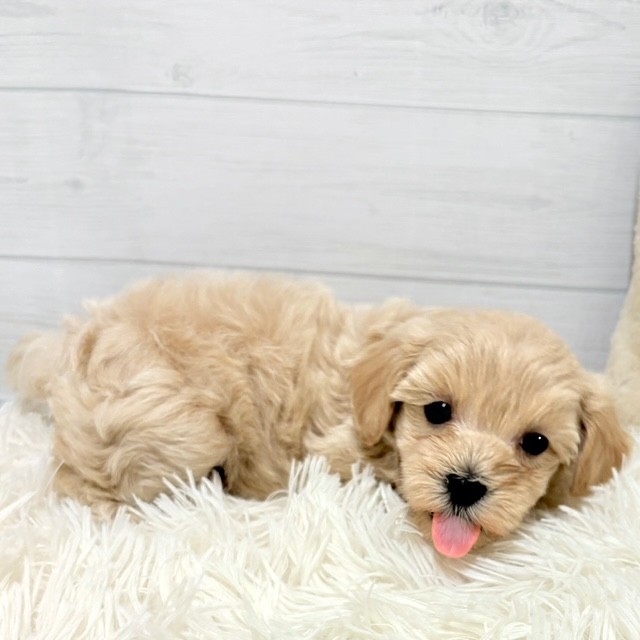 愛知県のマルプー(マルチーズ×プードル) (犬の家＆猫の里豊田店/2026年1月27日生まれ/女の子/クリーム)の子犬の4枚目の画像