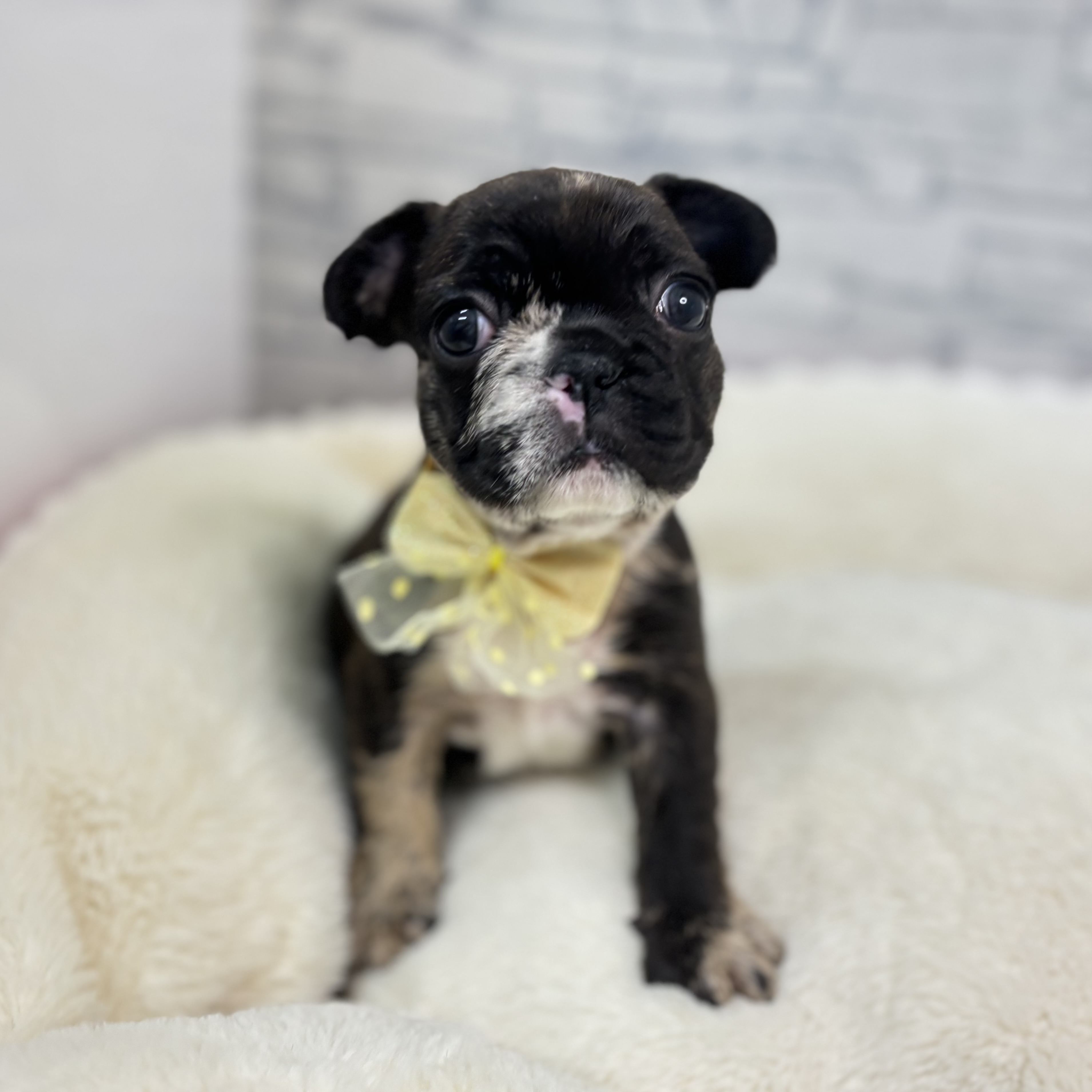 長野県のフレンチブルドッグ (犬の家＆猫の里長野店/2026年1月26日生まれ/女の子/チョコレートマールホワイト)の子犬の4枚目の画像