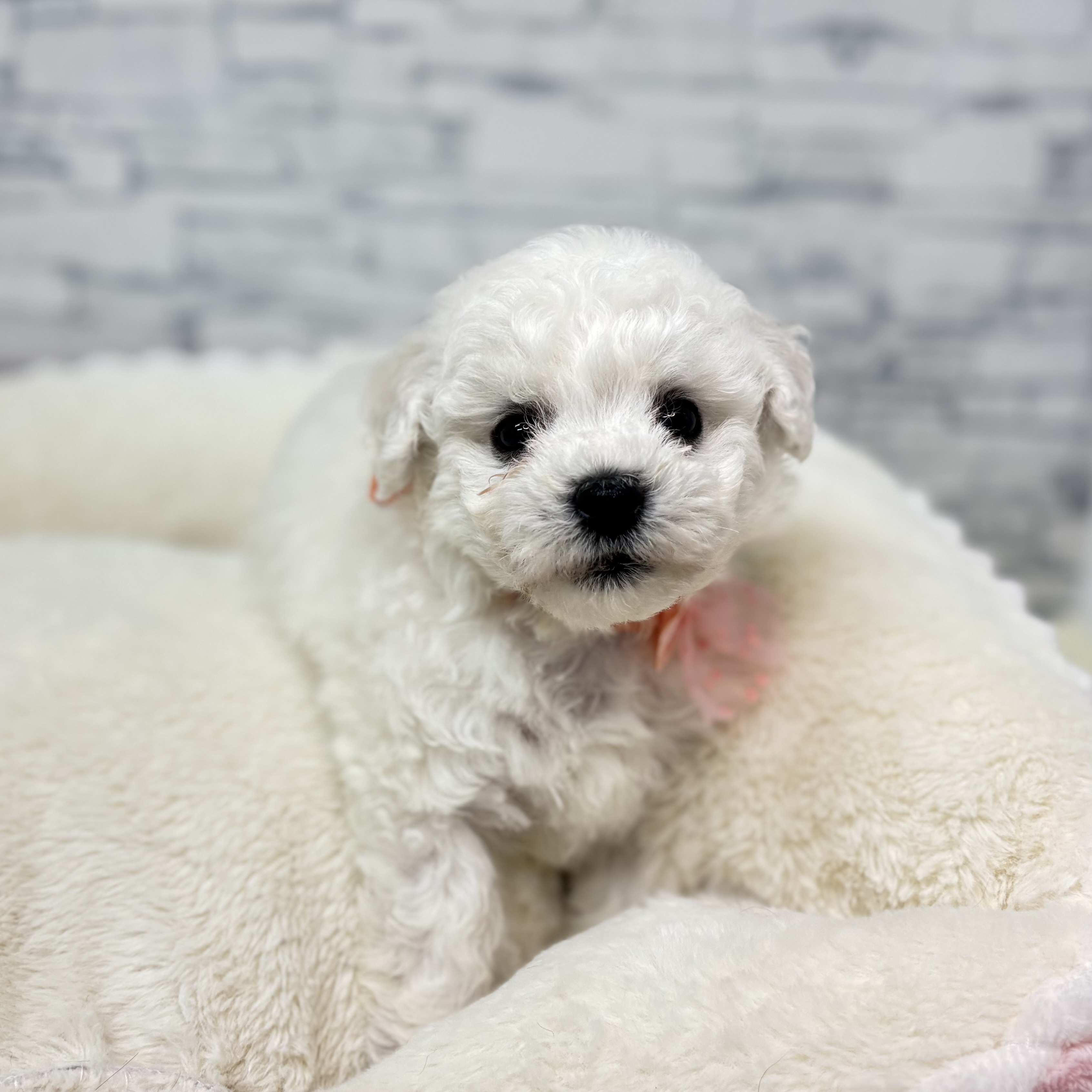 長野県のビションフリーゼ (犬の家＆猫の里長野店/2026年1月27日生まれ/男の子/ホワイト)の子犬の4枚目の画像