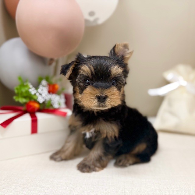 千葉県のヨークシャーテリア (犬の家＆猫の里ワンズモール稲毛店/2026年1月26日生まれ/男の子/スチールブルータン)の子犬の4枚目の画像