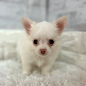 静岡県のチワワ(ロング) (犬の家＆猫の里プレ葉ウォーク浜北店/2026年1月25日生まれ/男の子/クリーム)の子犬の4枚目の画像