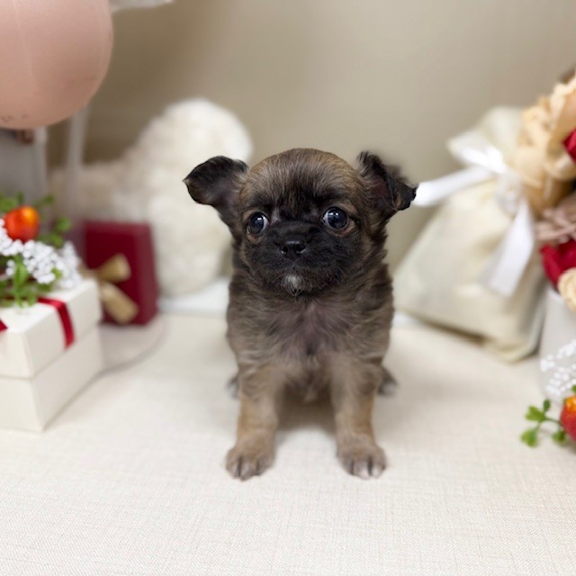 千葉県のチワワ(ロング) (犬の家＆猫の里ワンズモール稲毛店/2026年1月23日生まれ/女の子/レッド)の子犬の4枚目の画像