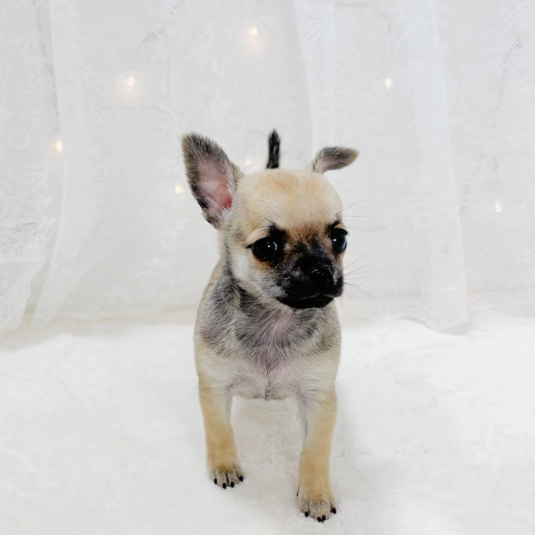 千葉県のチワワ(スムース) (犬の家＆猫の里BIGHOPガーデンモール印西店/2026年1月23日生まれ/男の子/レッド)の子犬の4枚目の画像