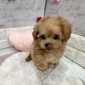 静岡県のポメプー(ポメラニアン×プードル) (犬の家＆猫の里プレ葉ウォーク浜北店/2026年1月26日生まれ/女の子/アプリコット)の子犬の4枚目の画像