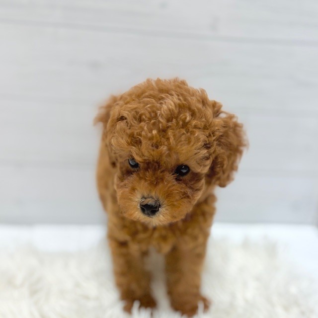 愛知県のトイプードル(トイ) (犬の家＆猫の里豊田店/2026年1月27日生まれ/男の子/レッド)の子犬の4枚目の画像