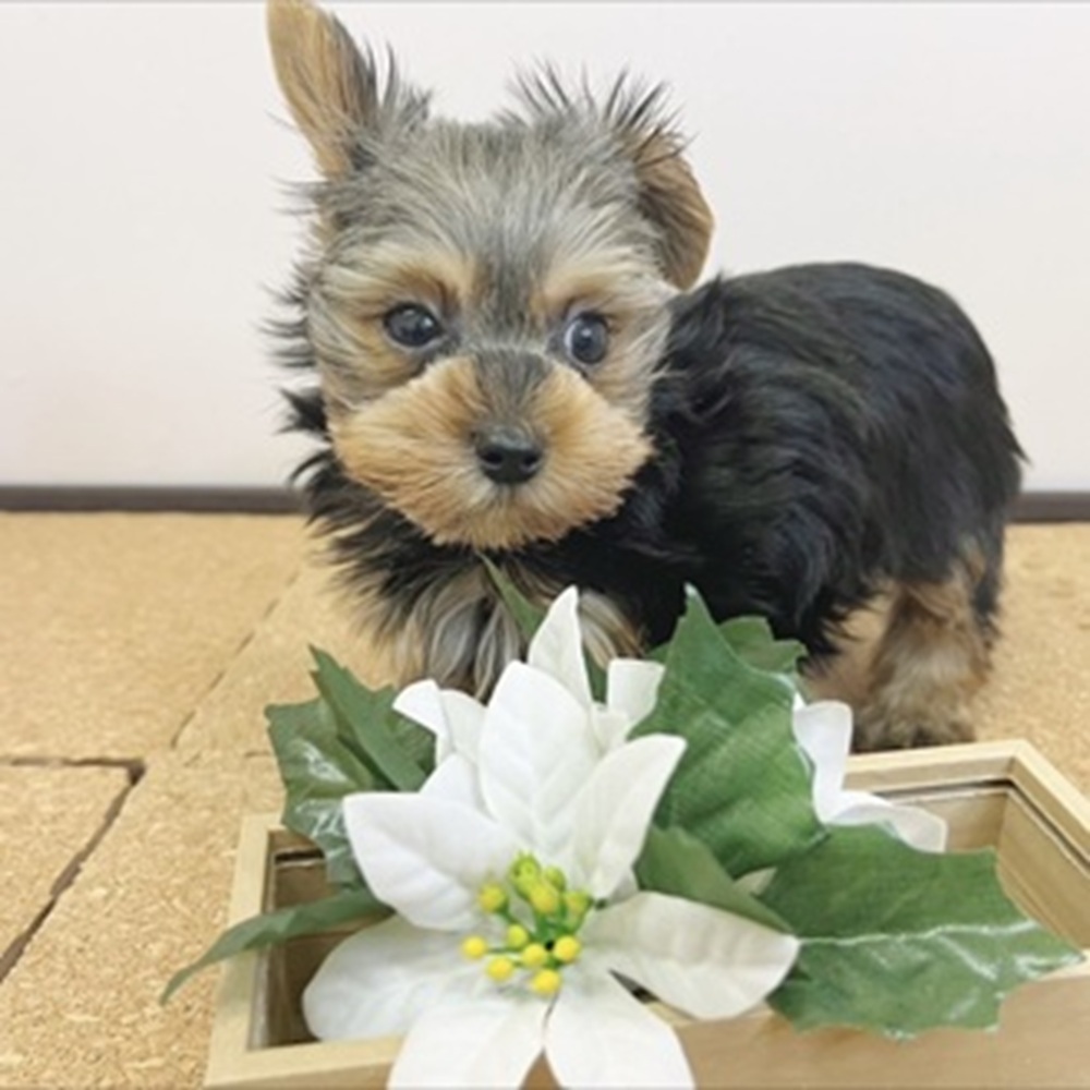 静岡県のヨークシャーテリア (犬の家＆猫の里マークイズ静岡店/2026年1月25日生まれ/男の子/スチールブルータン)の子犬の4枚目の画像