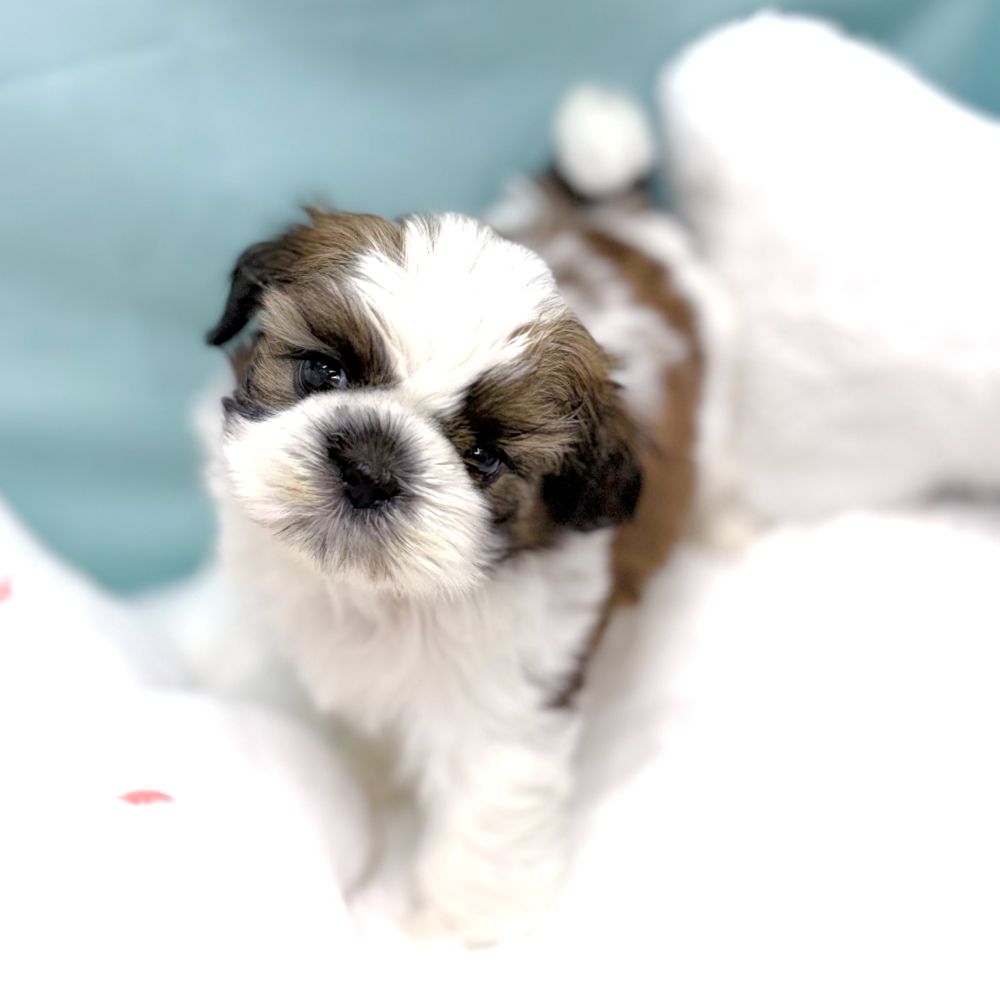 愛知県のシーズー (犬の家＆猫の里愛知刈谷店/2026年1月26日生まれ/女の子/ホワイトゴールド)の子犬の4枚目の画像