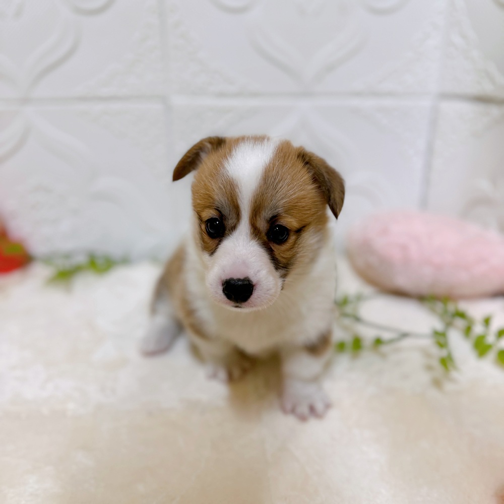 愛知県のウェルシュコーギーペンブローク (犬の家＆猫の里岡崎店/2026年1月24日生まれ/女の子/レッドホワイト)の子犬の4枚目の画像