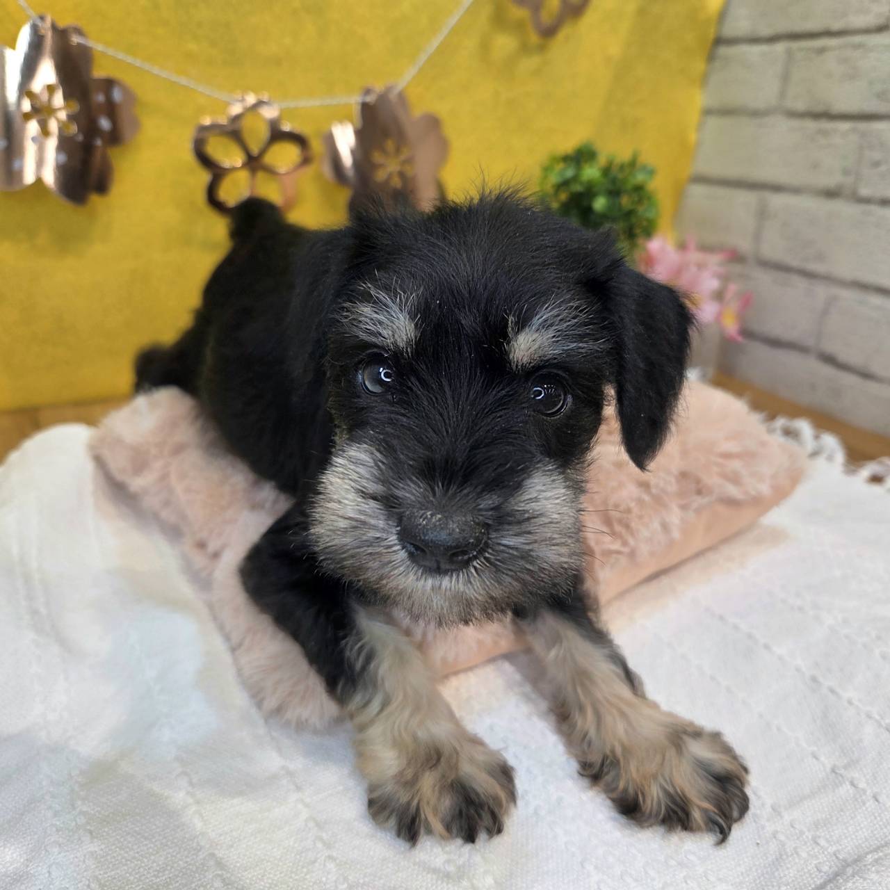 長野県のミニチュアシュナウザー (犬の家＆猫の里カインズ梓川店/2026年1月25日生まれ/男の子/ブラックシルバー)の子犬の4枚目の画像