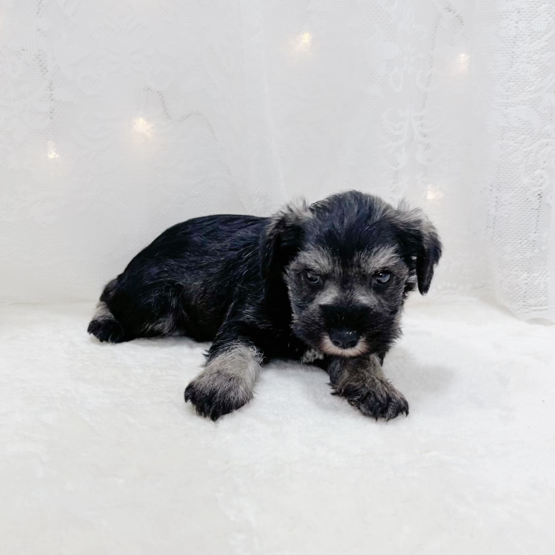 千葉県のミニチュアシュナウザー (犬の家＆猫の里BIGHOPガーデンモール印西店/2026年1月26日生まれ/女の子/ソルトペッパー)の子犬の4枚目の画像