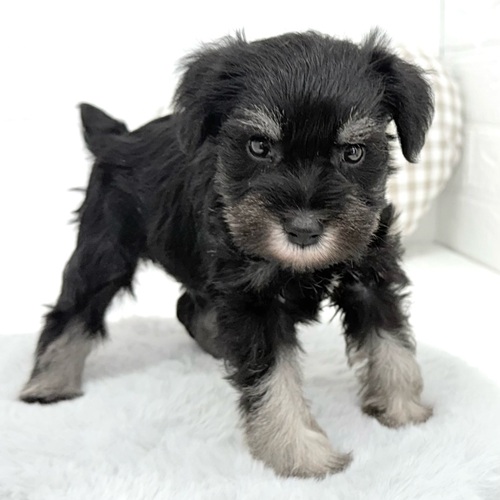 愛知県のミニチュアシュナウザー (犬の家＆猫の里豊川インター店/2026年1月26日生まれ/男の子/ブラックシルバー)の子犬の4枚目の画像