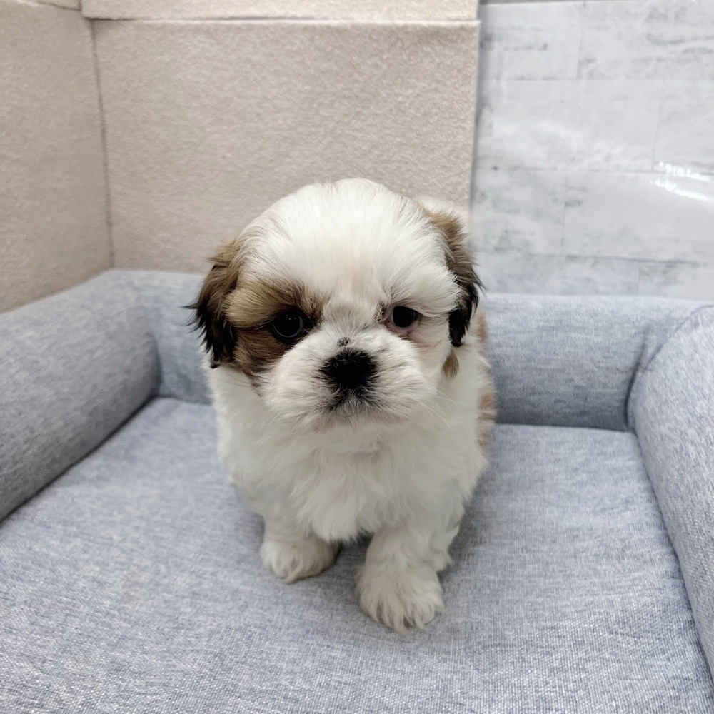長野県のシーズー (犬の家＆猫の里塩尻店/2026年1月27日生まれ/女の子/ホワイトゴールド)の子犬の4枚目の画像