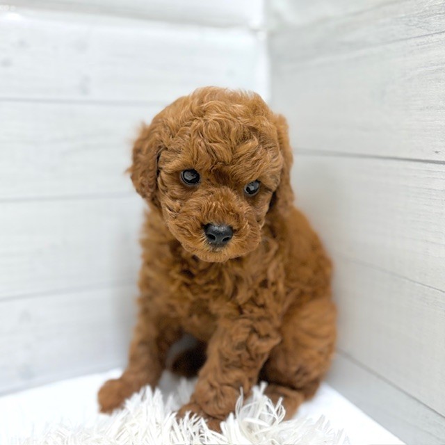 愛知県のトイプードル(トイ) (犬の家＆猫の里豊田店/2026年1月26日生まれ/男の子/レッド)の子犬の4枚目の画像