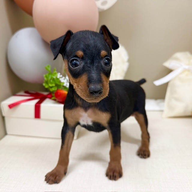 千葉県のミニチュアピンシャー (犬の家＆猫の里ワンズモール稲毛店/2026年1月27日生まれ/女の子/ブラックタン)の子犬の1枚目の画像