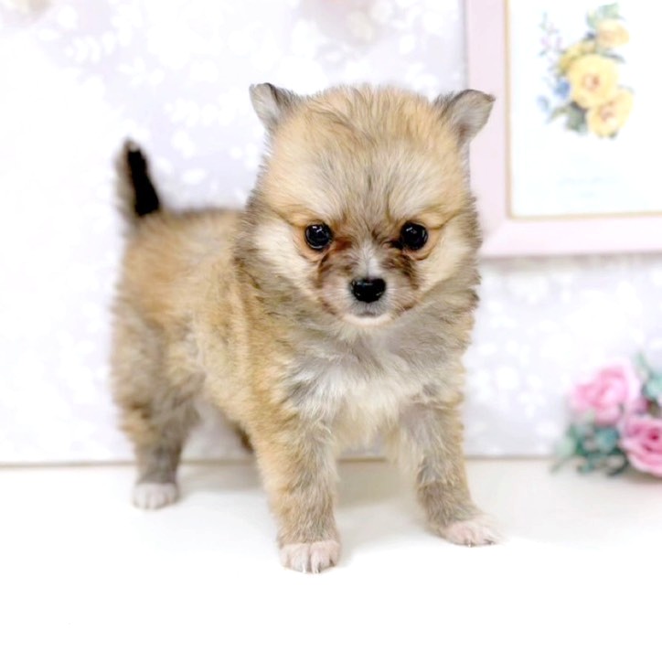 富山県のポメチワ/チワポメ/ポメチー(ポメラニアン×チワワ) (犬の家＆猫の里アミーゴ高岡蓮花寺店/2026年1月26日生まれ/女の子/ウルフセーブル)の子犬の4枚目の画像