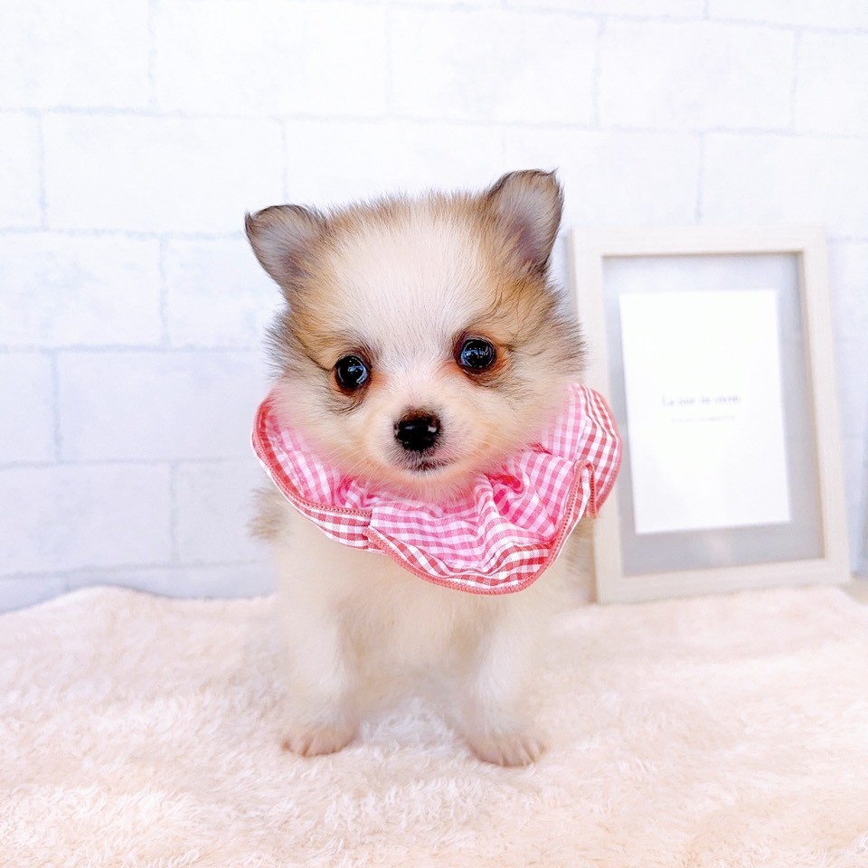 石川県のポメチワ/チワポメ/ポメチー(ポメラニアン×チワワ) (犬の家＆猫の里金沢店/2026年1月26日生まれ/女の子/パーティーカラー)の子犬の4枚目の画像