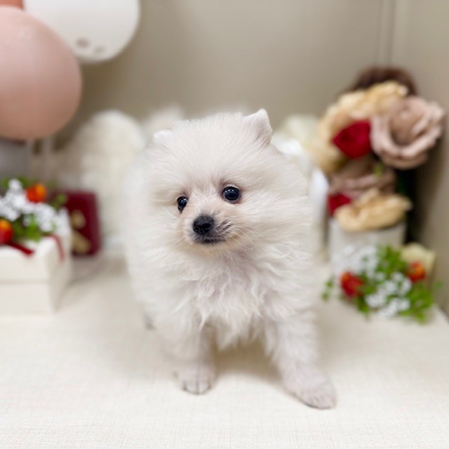 千葉県のポメラニアン (犬の家＆猫の里ワンズモール稲毛店/2026年1月27日生まれ/女の子/クリーム)の子犬の4枚目の画像