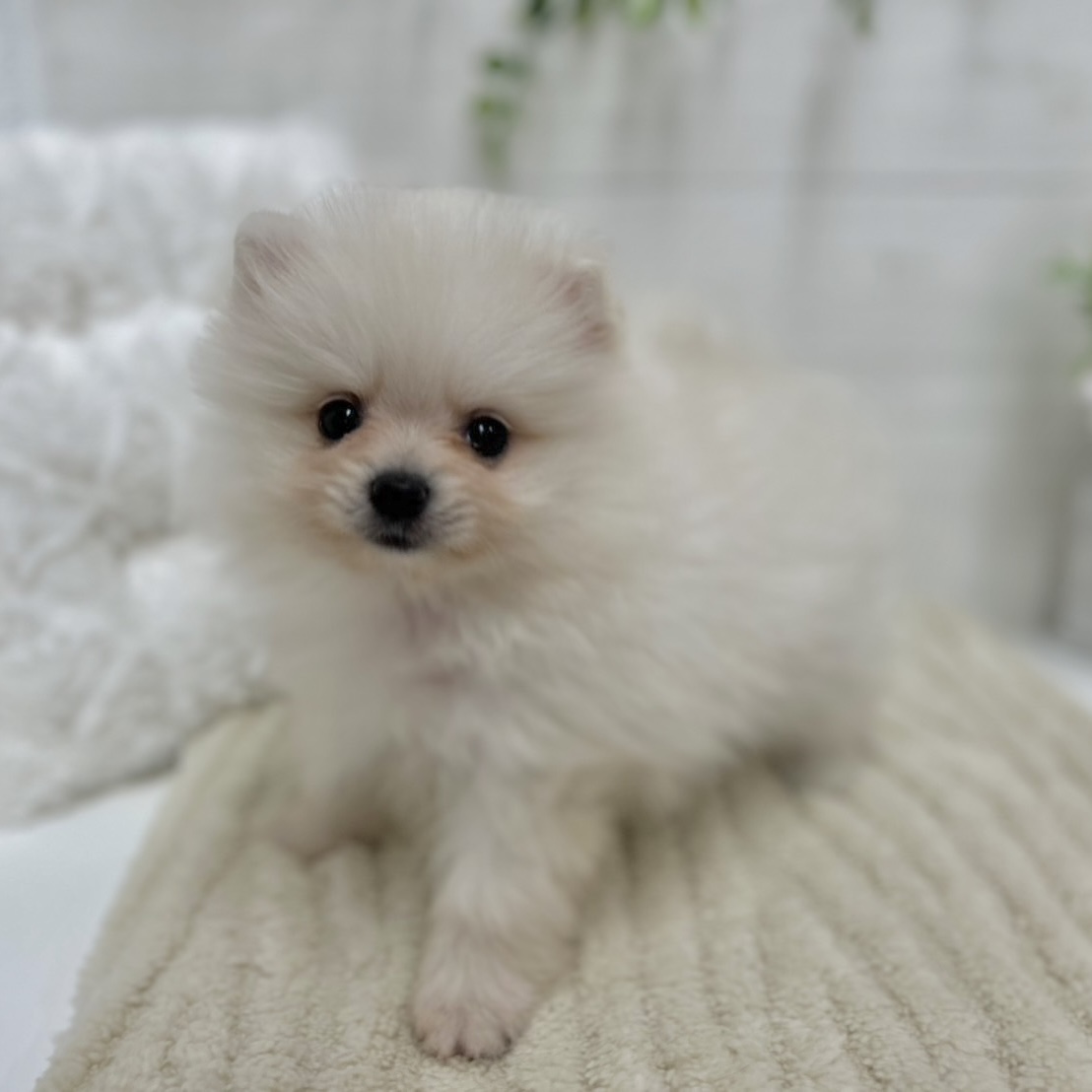 神奈川県のポメラニアン (犬の家＆猫の里相模原店/2026年1月27日生まれ/女の子/クリーム)の子犬の4枚目の画像