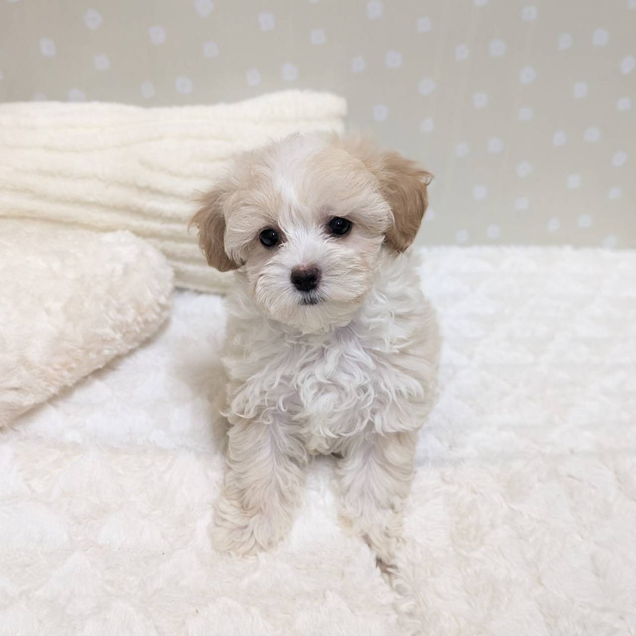 愛知県のマルプー(マルチーズ×プードル) (犬の家＆猫の里安城店/2026年1月27日生まれ/男の子/クリームホワイト)の子犬の4枚目の画像