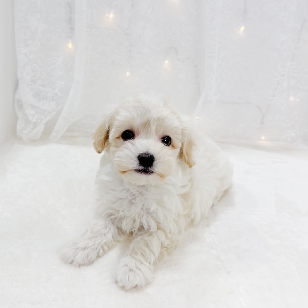 千葉県のマルプー(マルチーズ×プードル) (犬の家＆猫の里BIGHOPガーデンモール印西店/2026年1月27日生まれ/男の子/クリームホワイト)の子犬の4枚目の画像