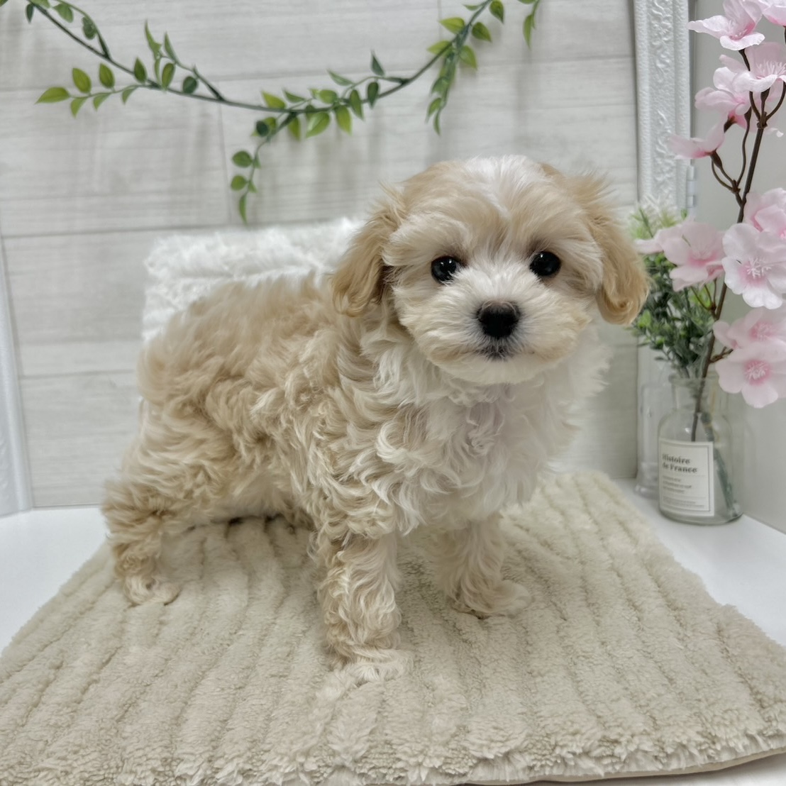 神奈川県のマルプー(マルチーズ×プードル) (犬の家＆猫の里相模原店/2026年1月27日生まれ/女の子/クリームホワイト)の子犬の4枚目の画像