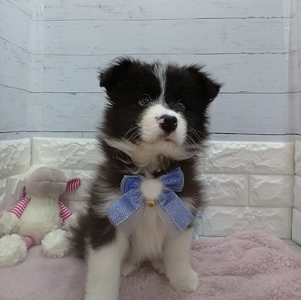 静岡県のボーダーコリー (犬の家＆猫の里アミーゴ浜松和田店/2026年1月23日生まれ/女の子/ブラックホワイト)の子犬の4枚目の画像