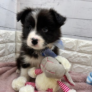 静岡県のボーダーコリー (犬の家＆猫の里アミーゴ浜松和田店/2026年1月23日生まれ/女の子/ブラックホワイト)の子犬の4枚目の画像