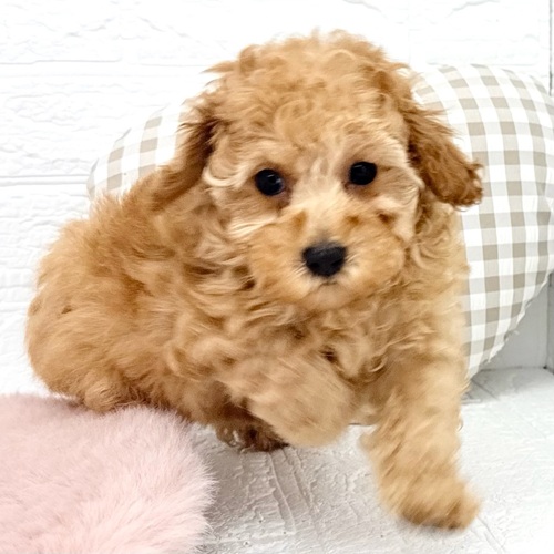 愛知県のトイプードル(トイ) (犬の家＆猫の里豊川インター店/2026年1月26日生まれ/女の子/レッド)の子犬の4枚目の画像